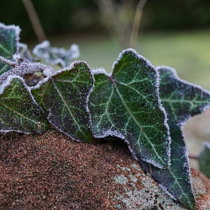 Pflanzenblätter von Frost überzogen 